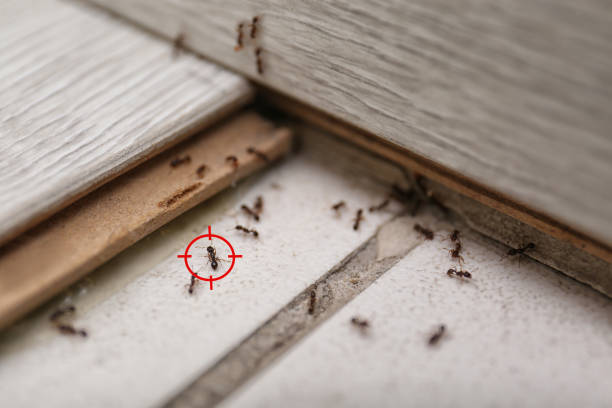 Pest Prevention Services in Daleville, VA